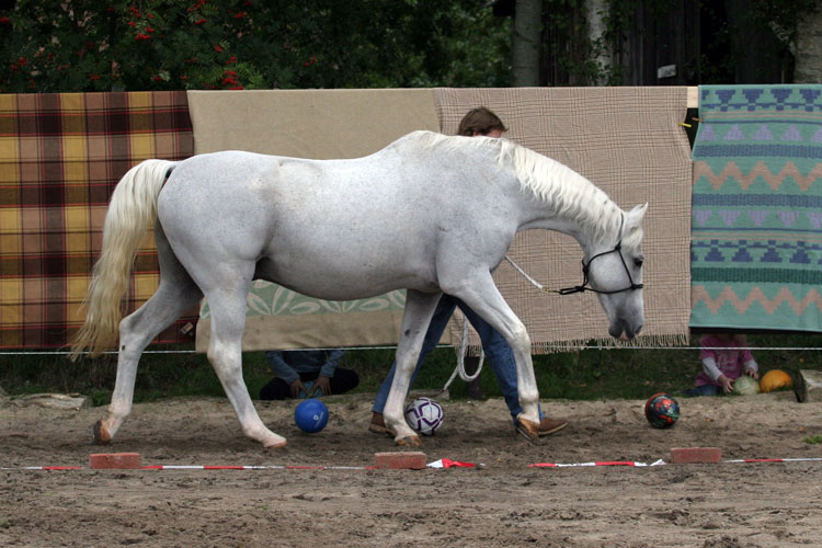 (c) www.hadel.net