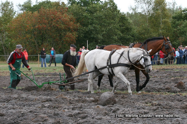 (c) www.hadel.net