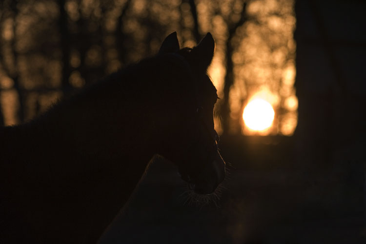 (c) www.hadel.net