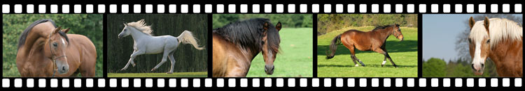 www.hadel.net