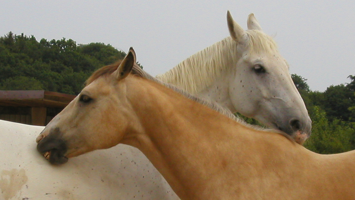 www.hadel.net