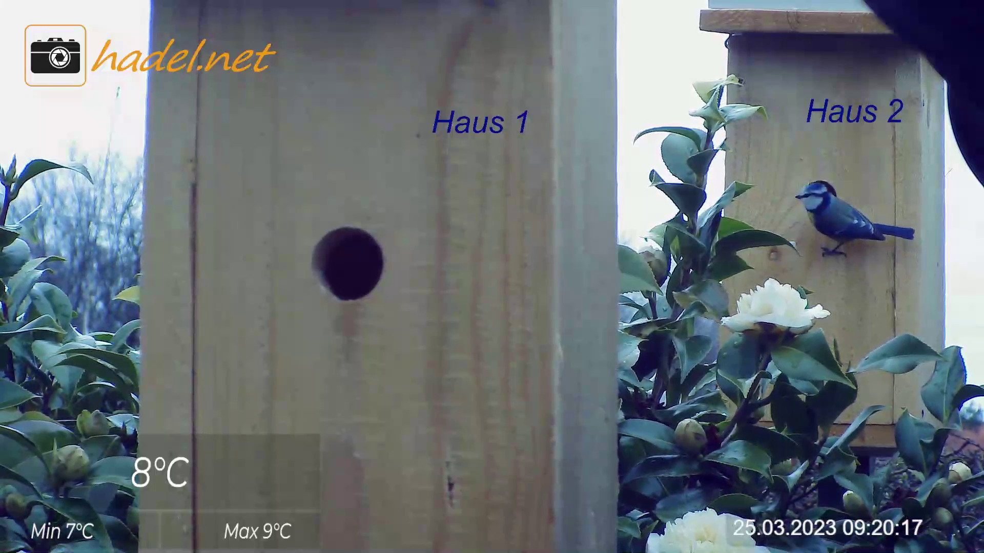 www.hadel.net