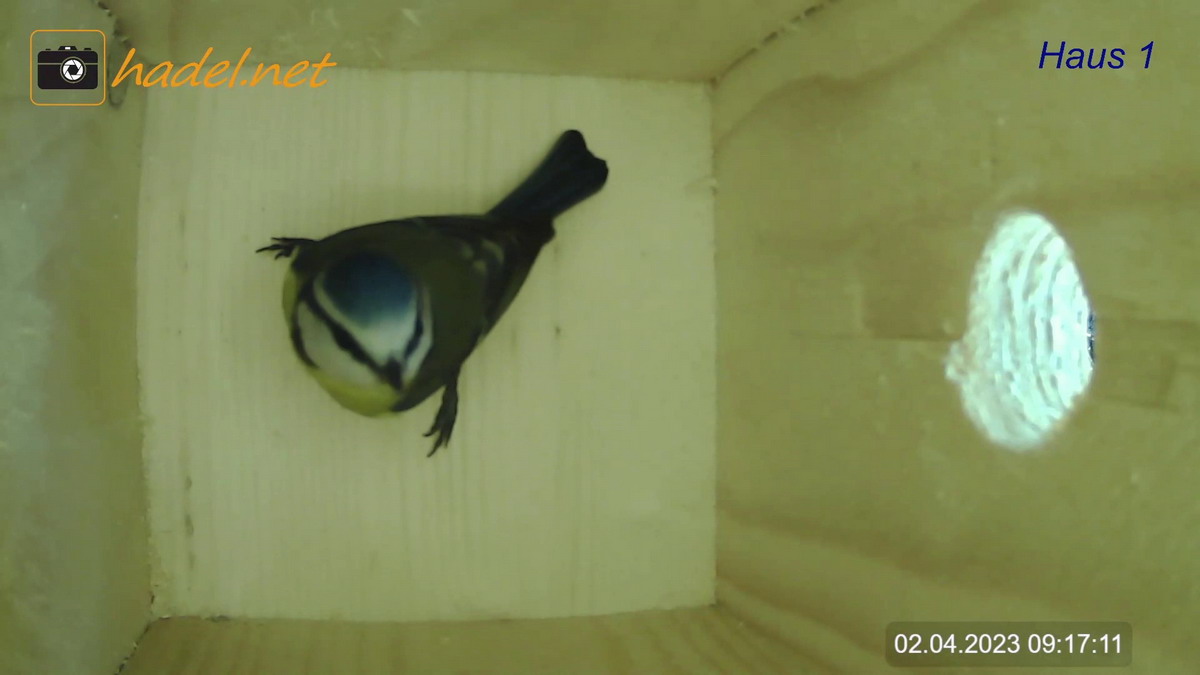 www.hadel.net